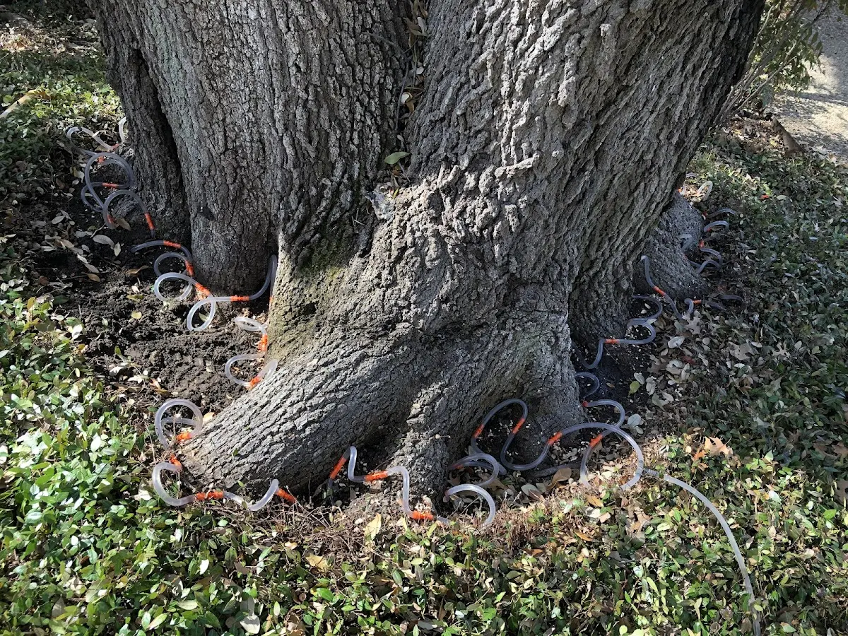 Detailed Tree Cabling and Bracing job site in Coopers Plains