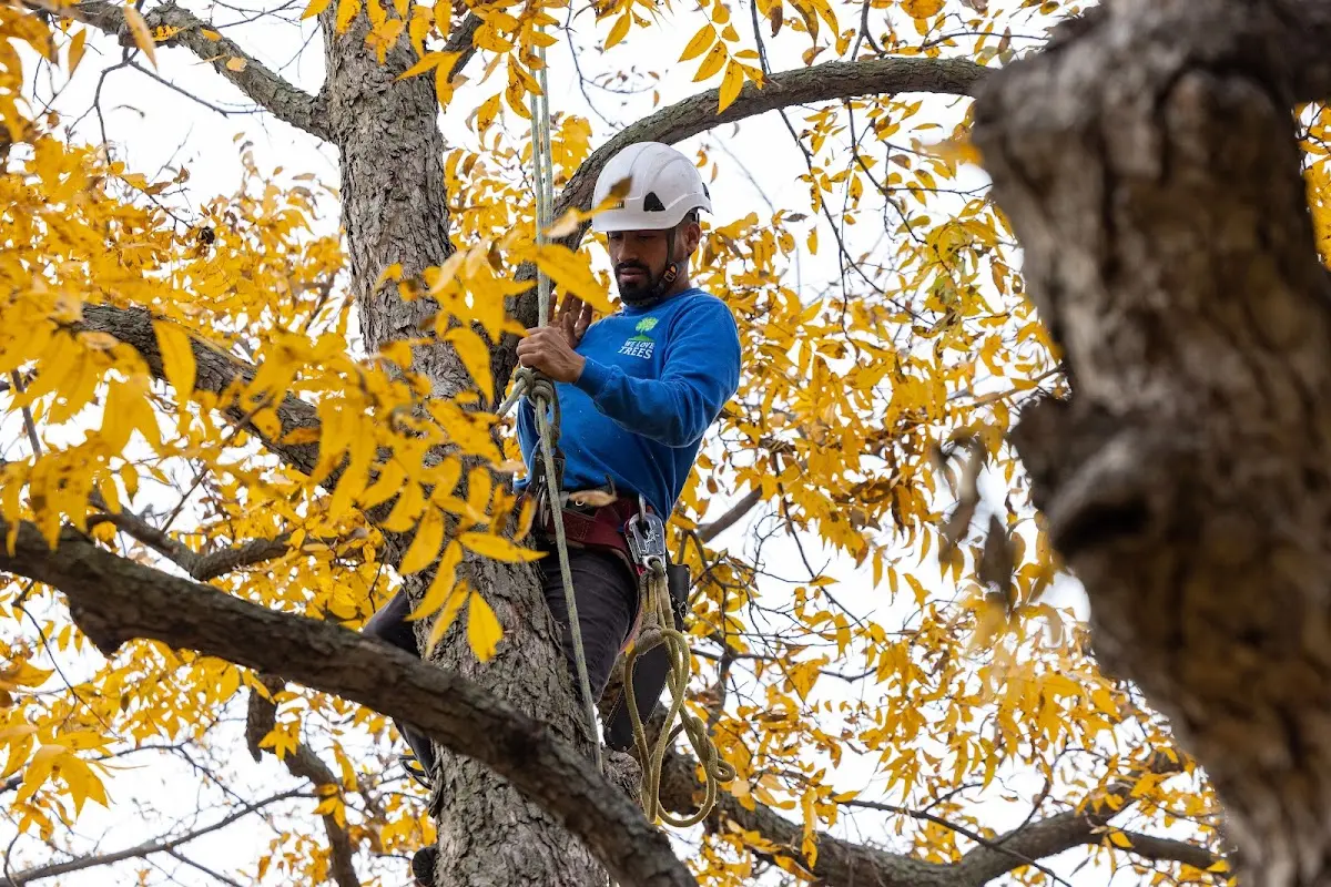 Skilled Tree Pruning crew working in Coopers Plains