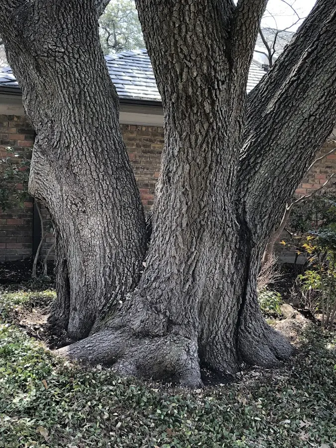 Mature heritage tree close to a Coopers Plains property cared for by certified arborists